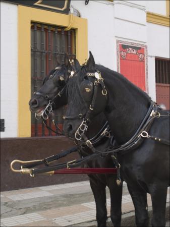 Vista previa 